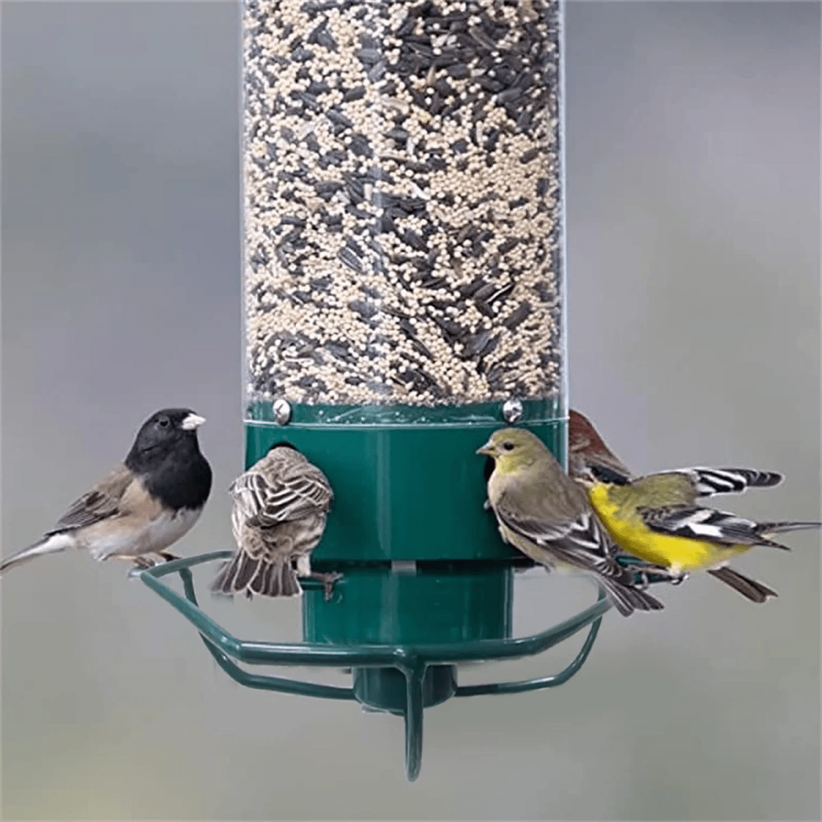 Distributeur de graines pour oiseaux ultime résistant aux écureuils avec accès rotatif