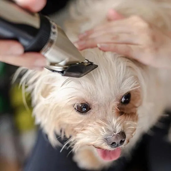 Tondeuse à Animaux Silencieuse - Kit de Tonte de Chien à Faible Bruit