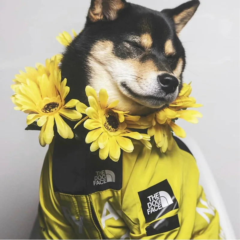 PawDry Veste Imperméable pour Chiens | Veste légère coupe-vent pour Bouledogues Français, Chihuahuas et autres