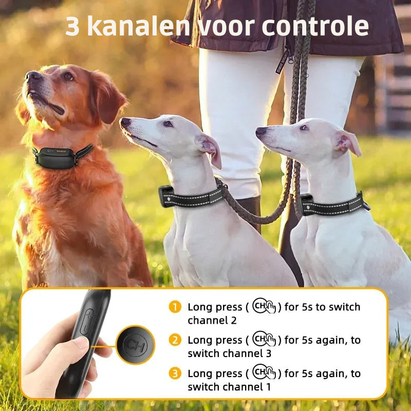 ProTrain – Collier de dressage pour chien rechargeable et étanche