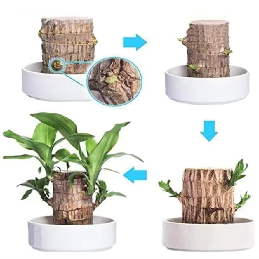 Plante Chanceuse Brésilienne