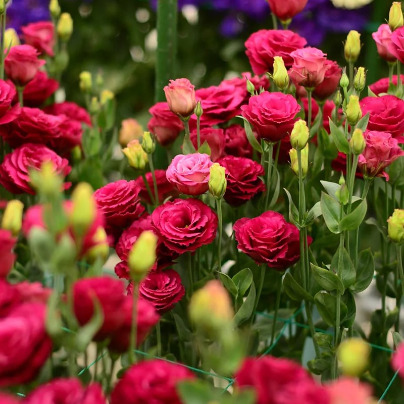 Rose Eustoma Sans Épines💐Graines de Lisanthus