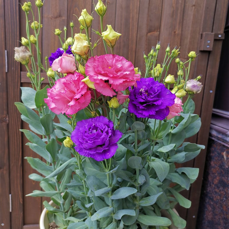 Rose Eustoma Sans Épines💐Graines de Lisanthus