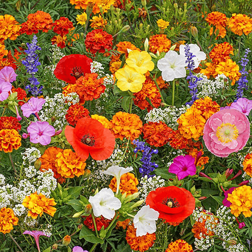 🔥Dernier jour de liquidation💝Graines de Fleurs Vivaces Mélangées - Plus de 30 sortes mélangées