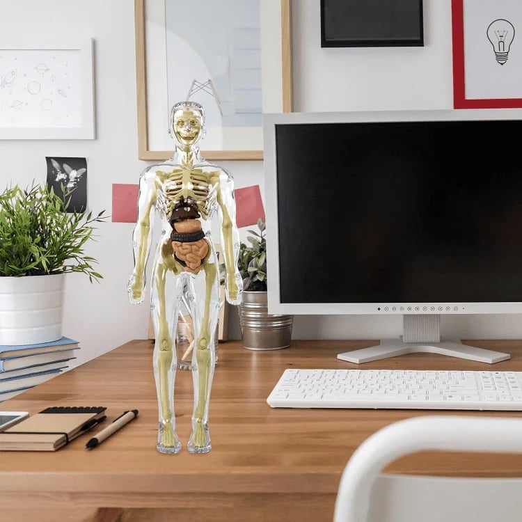 Modèle d'Anatomie 3D Transparent Présentant le Corps et les Organes