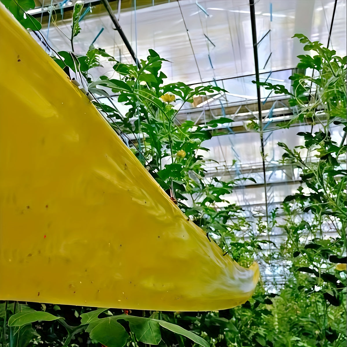 NatureGuard – Ruban de Barrière Insecte Protecteur pour l'Extérieur