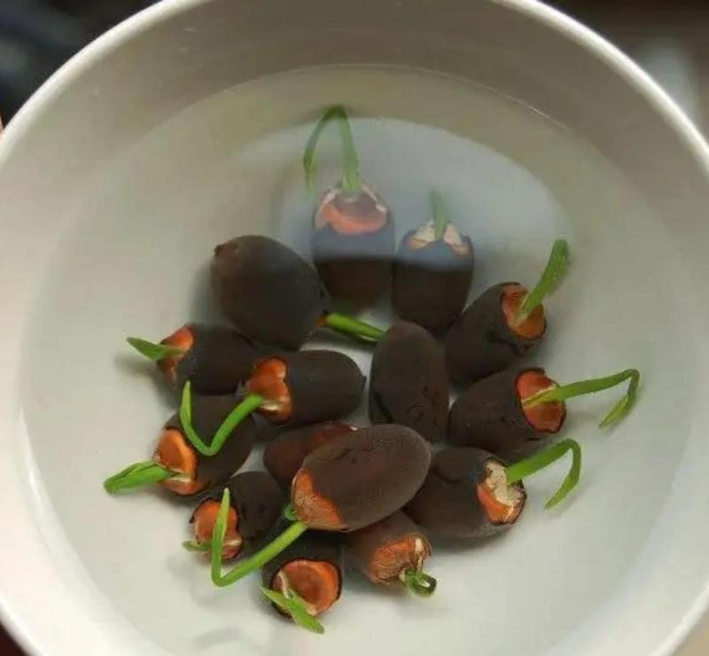 10 pièces de graines de lotus bonsaï colorées - Vibrantes et faciles à cultiver