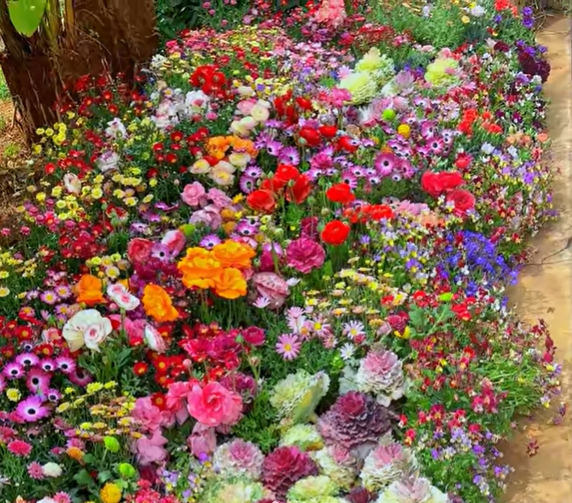 🔥Dernier jour de liquidation💝Graines de Fleurs Vivaces Mélangées - Plus de 30 sortes mélangées