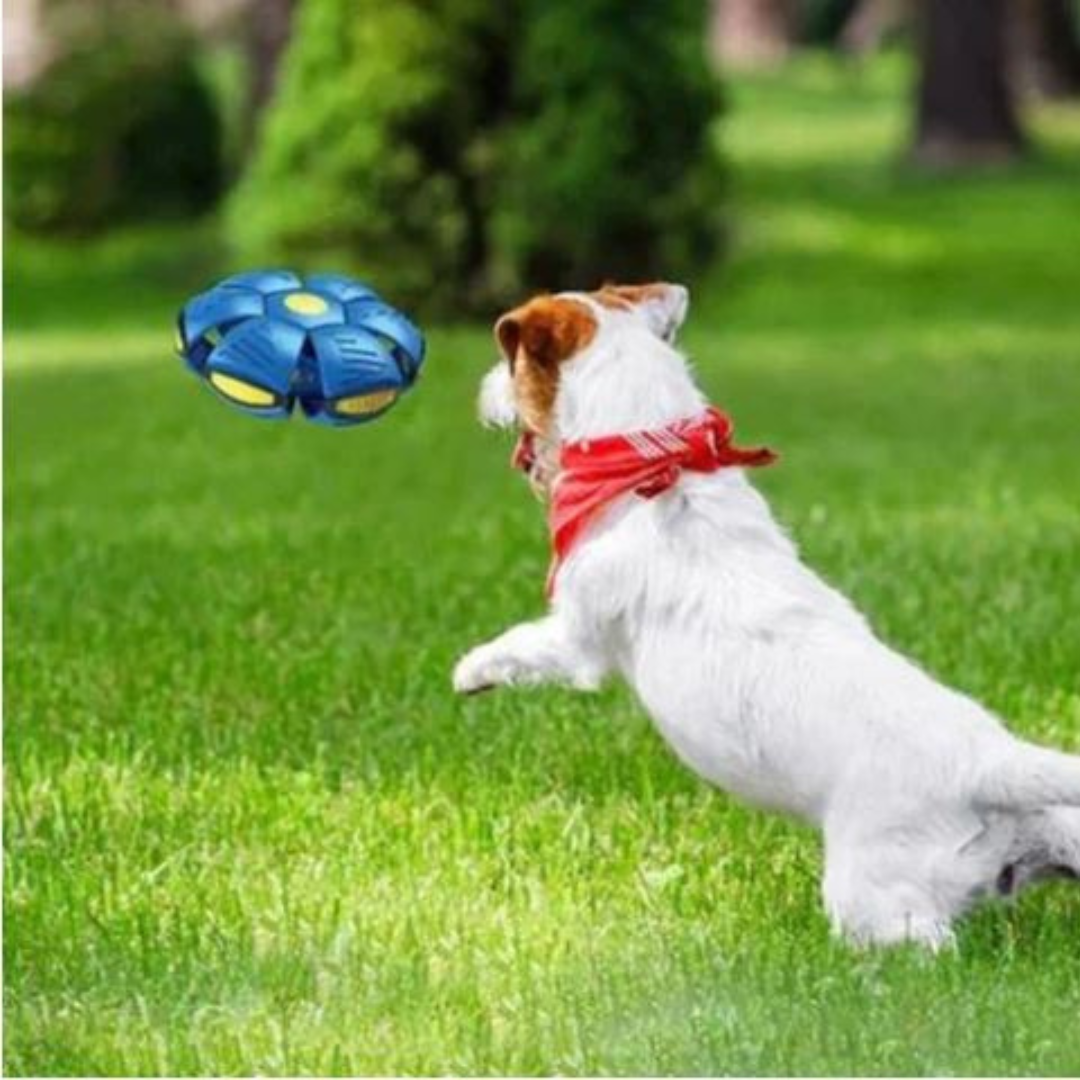 DogFri™ DiscBall 1+1 GRATUIT - Jouet pour Animaux Chien Disque Boule