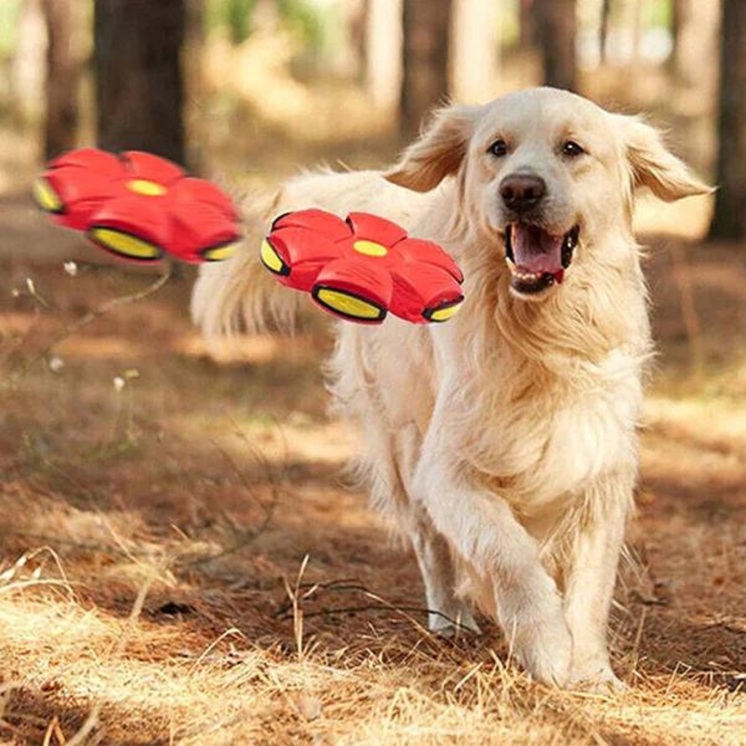 DogFri™ DiscBall 1+1 GRATUIT - Jouet pour Animaux Chien Disque Boule