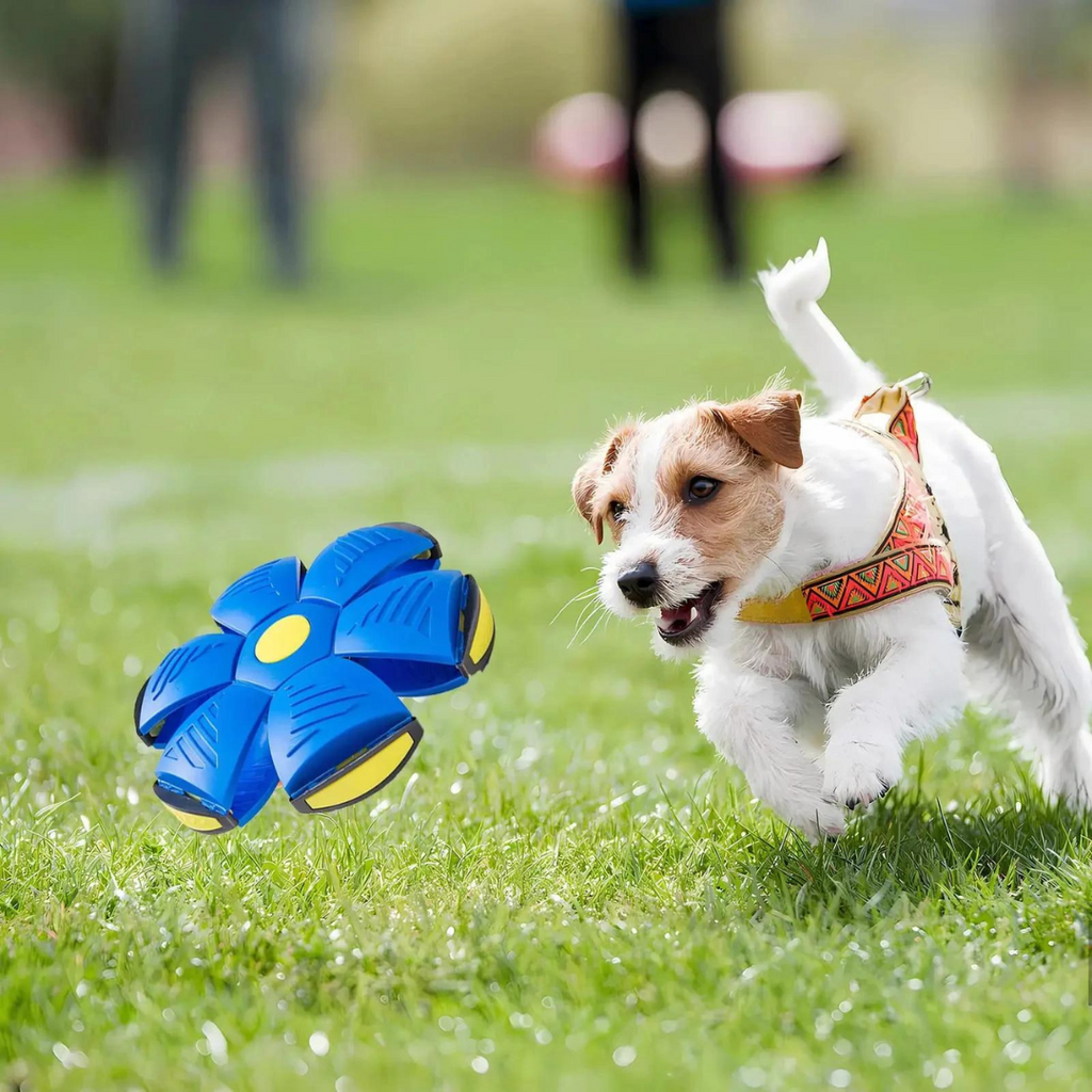 DogFri™ DiscBall 1+1 GRATUIT - Jouet pour Animaux Chien Disque Boule
