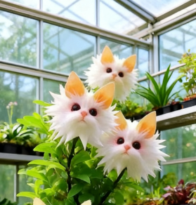 AuraBloom – Graines Magiques d'Œil de Chat