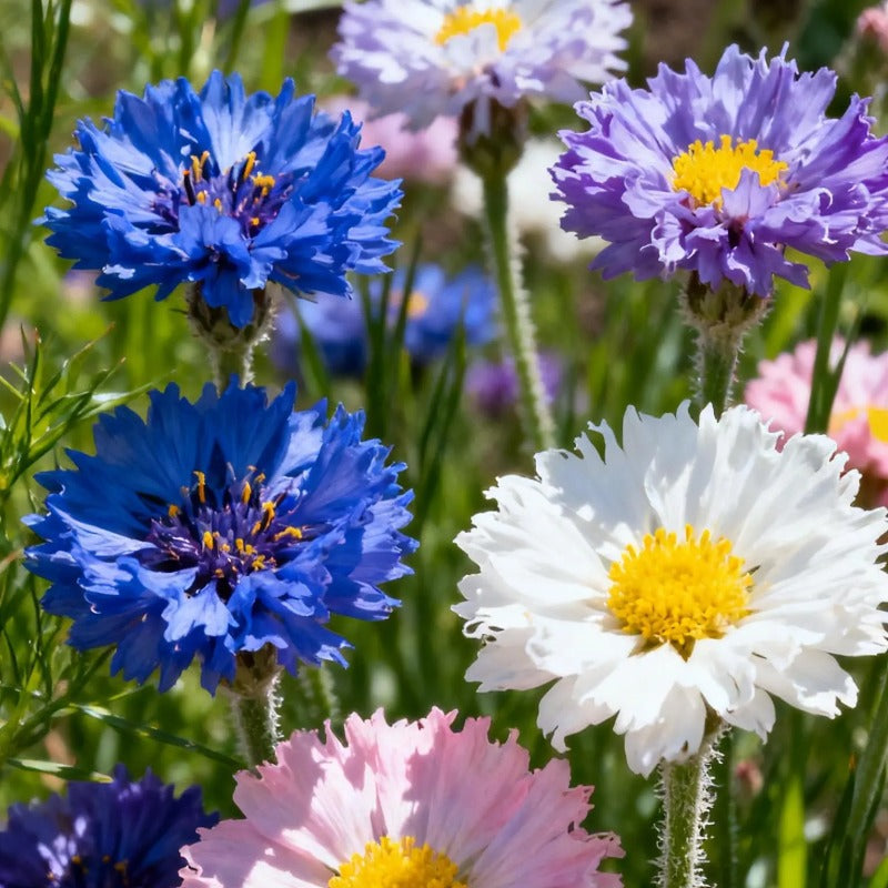 Graines de Bleuets Vintage Mix