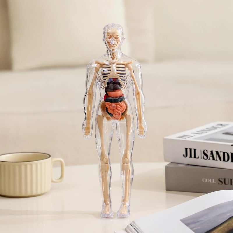Modèle d'Anatomie 3D Transparent Présentant le Corps et les Organes