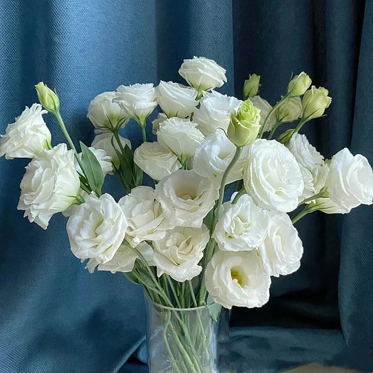 Rose Eustoma Sans Épines💐Graines de Lisanthus