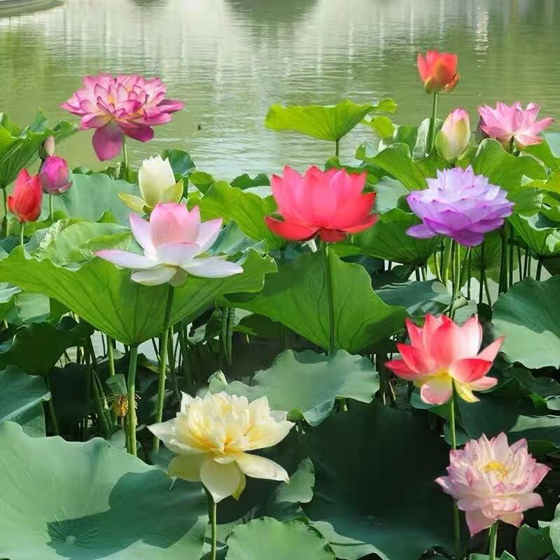 10 pièces de graines de lotus bonsaï colorées - Vibrantes et faciles à cultiver