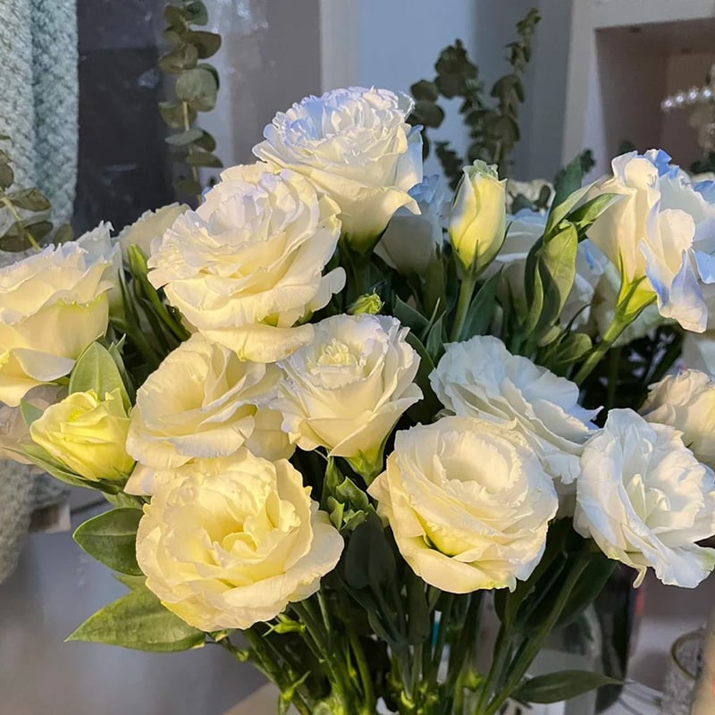 Rose Eustoma Sans Épines💐Graines de Lisanthus