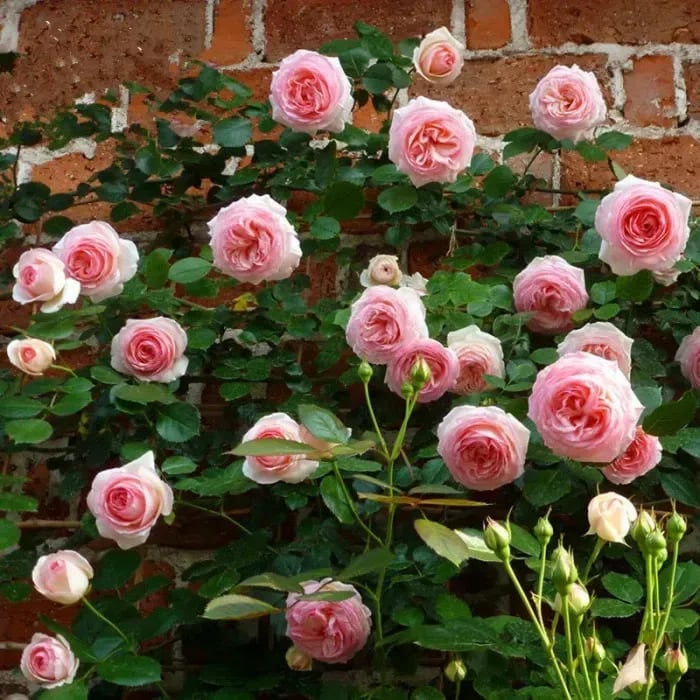 🌺Graines de Rose Grimpante | Engrais Gratuit--Supplément en azote, phosphore et potassium