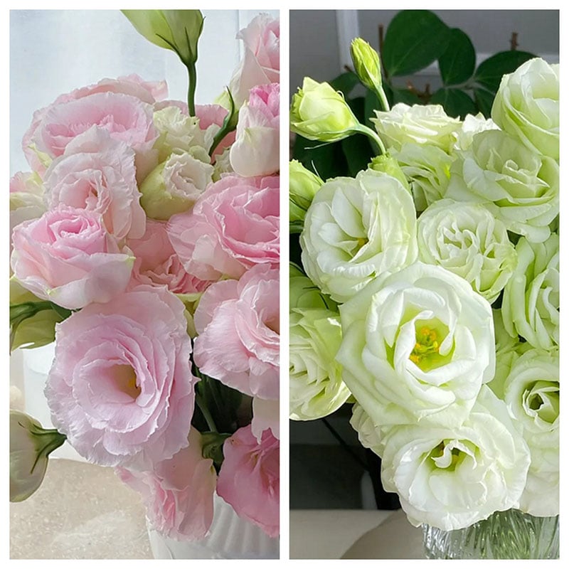 Rose Eustoma Sans Épines💐Graines de Lisanthus