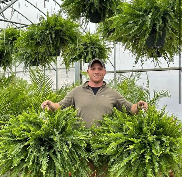 GreenGlow – Fougère de Boston Artificielle Réaliste