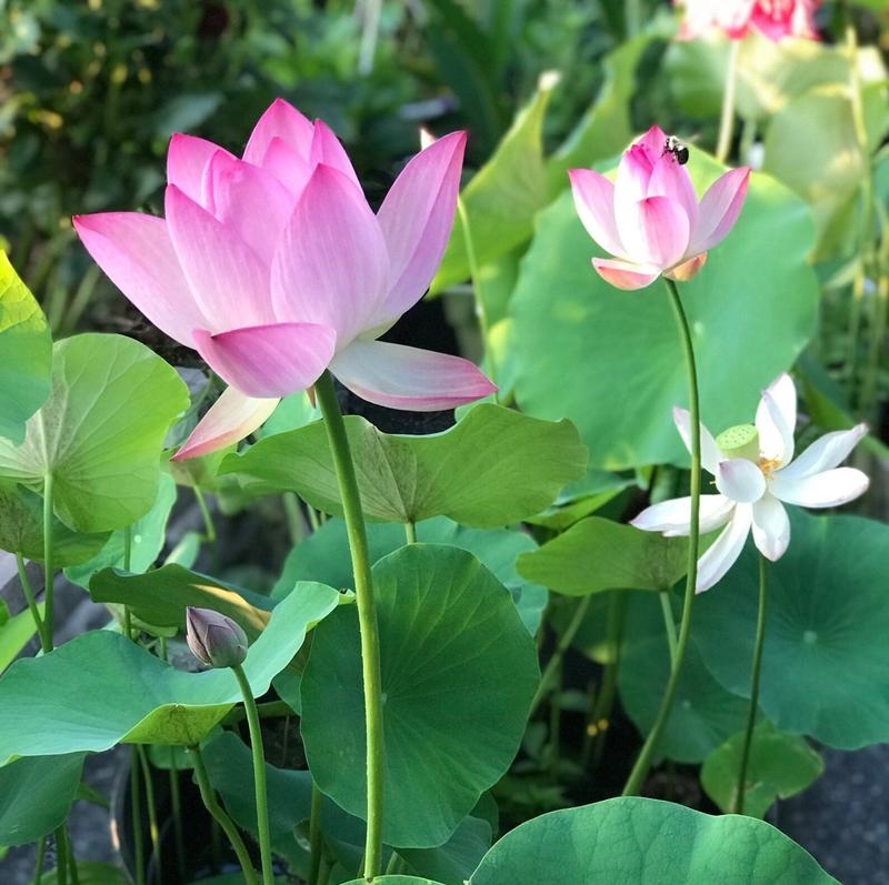 10 pièces de graines de lotus bonsaï colorées - Vibrantes et faciles à cultiver