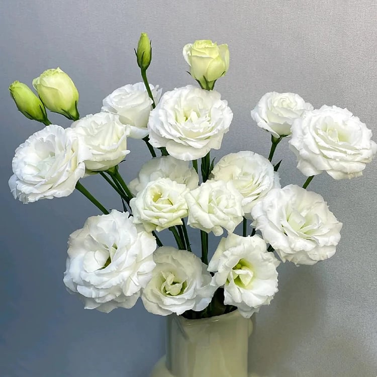 Rose Eustoma Sans Épines💐Graines de Lisanthus