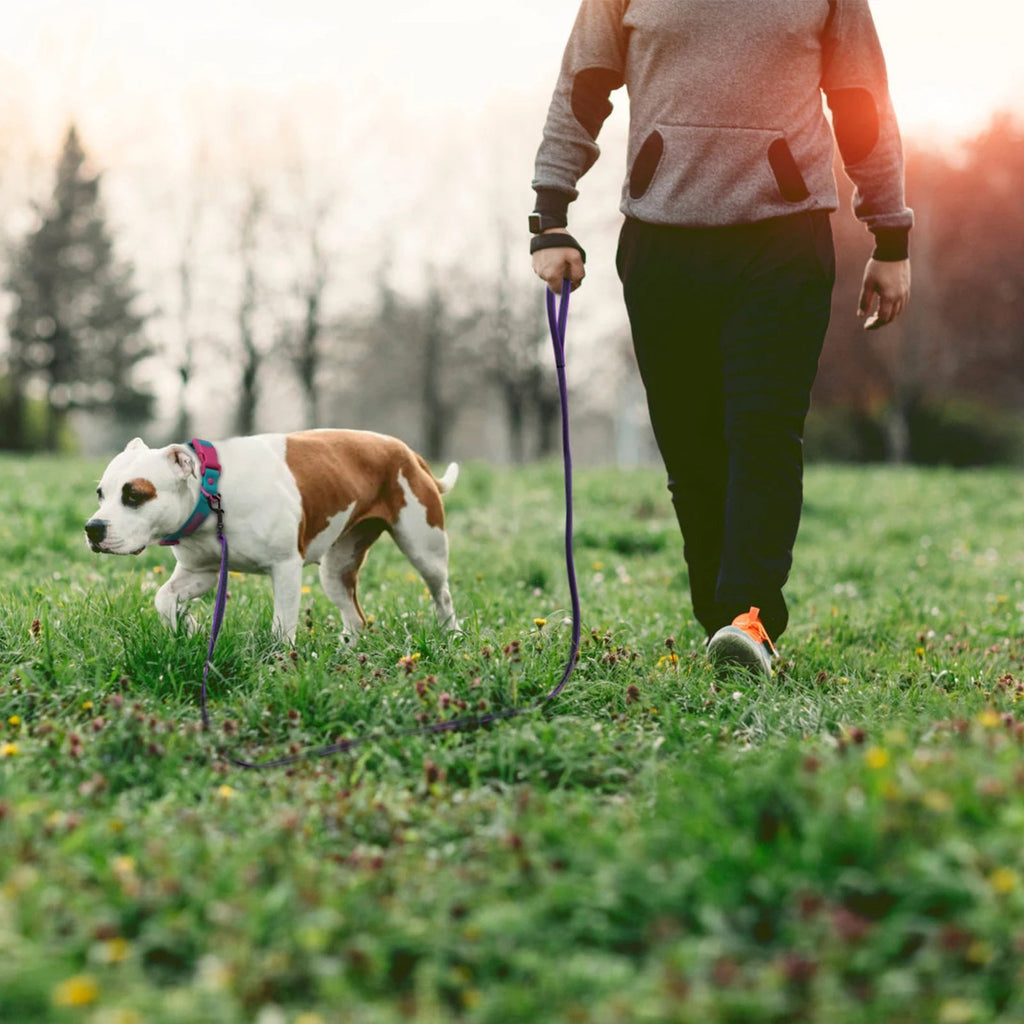 Laisse pour Chien Extra Longue et Imperméable avec Poignée Confortable