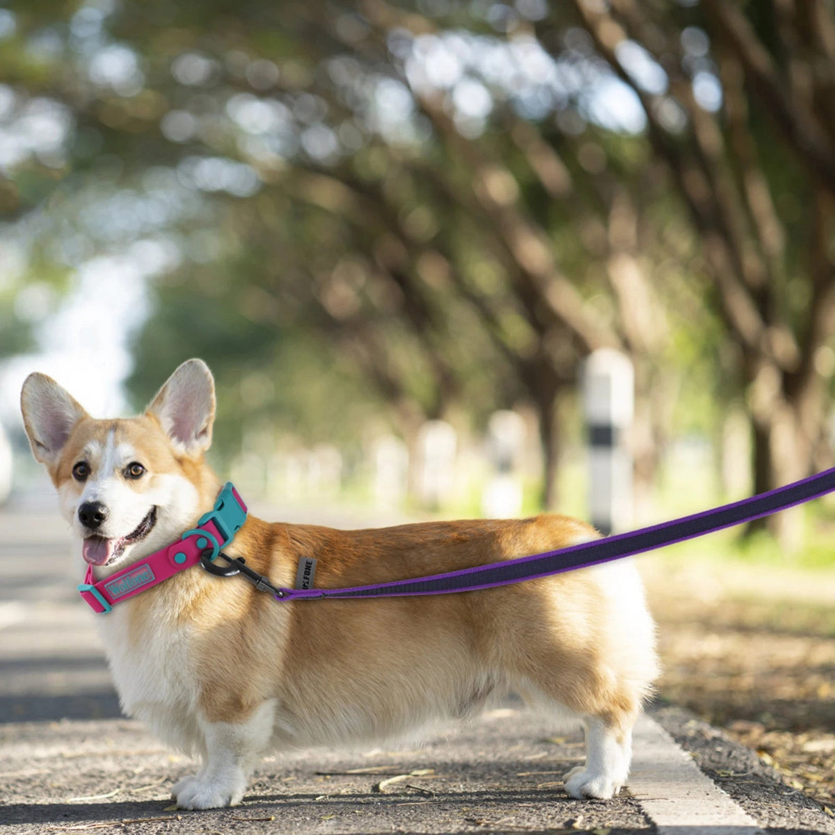 Laisse pour Chien Extra Longue et Imperméable avec Poignée Confortable
