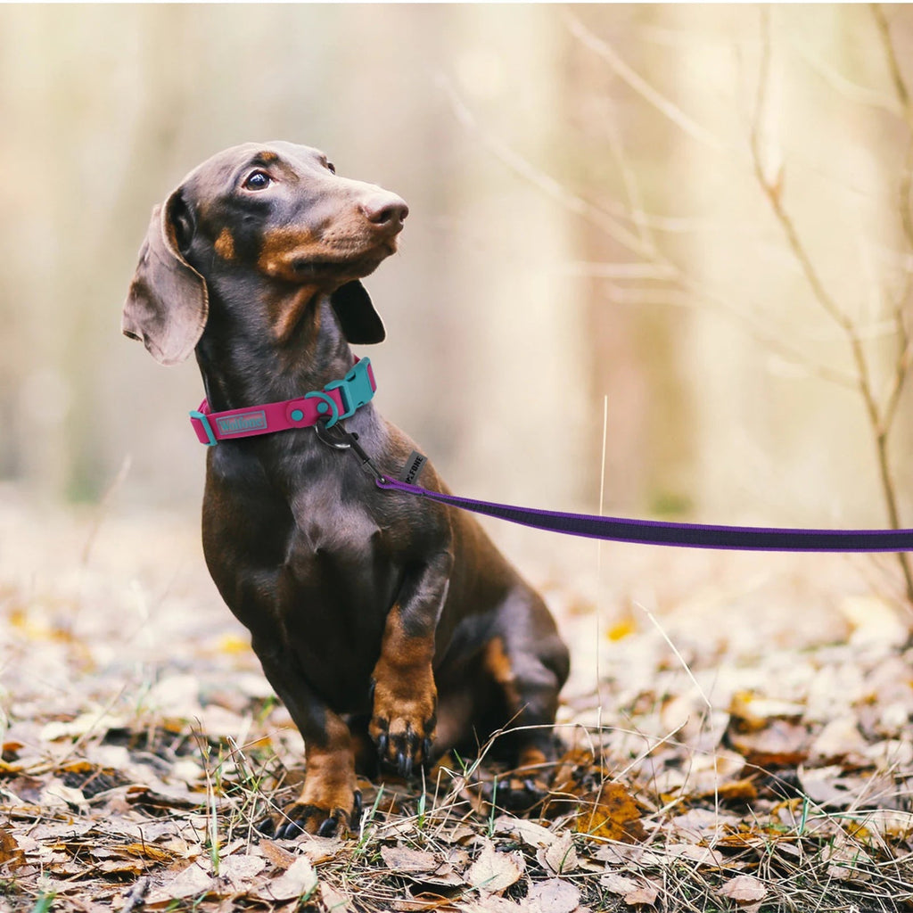 Laisse pour Chien Extra Longue et Imperméable avec Poignée Confortable
