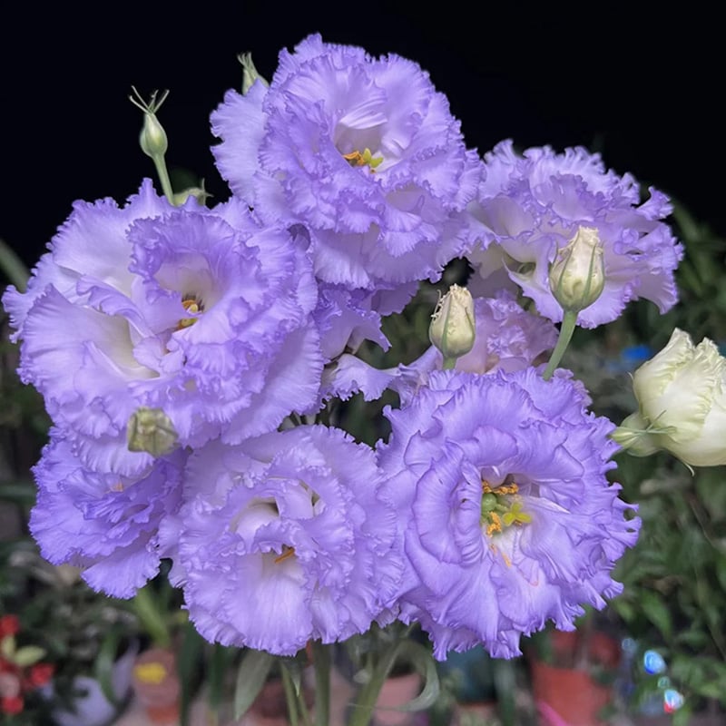 Rose Eustoma Sans Épines💐Graines de Lisanthus