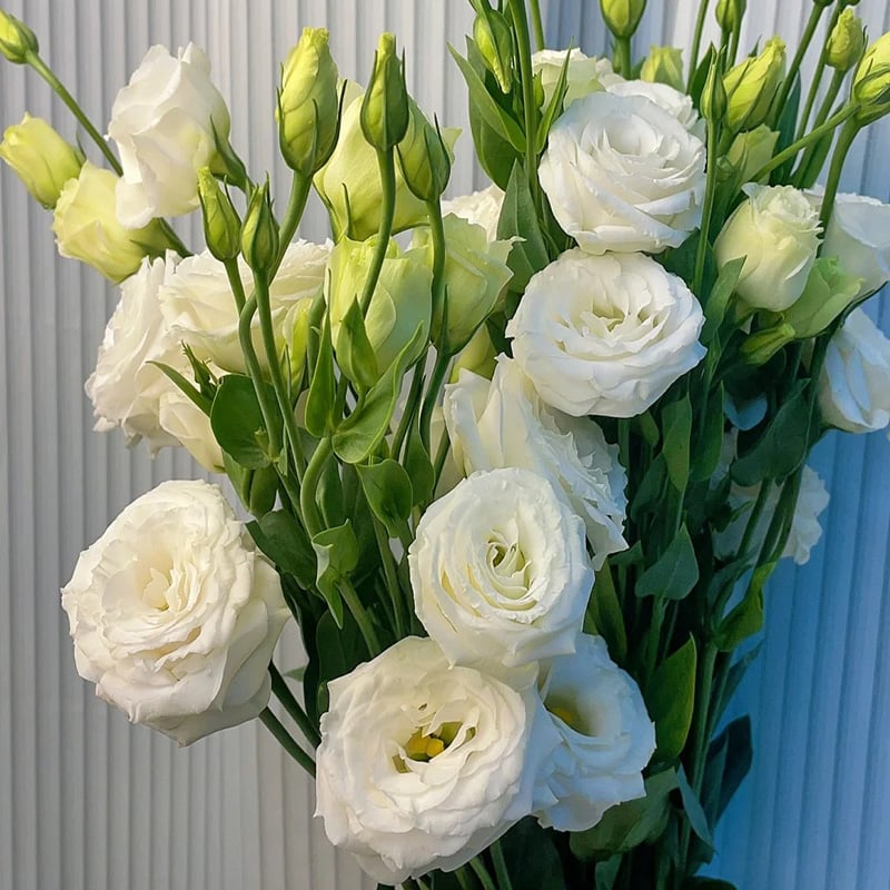 Rose Eustoma Sans Épines💐Graines de Lisanthus