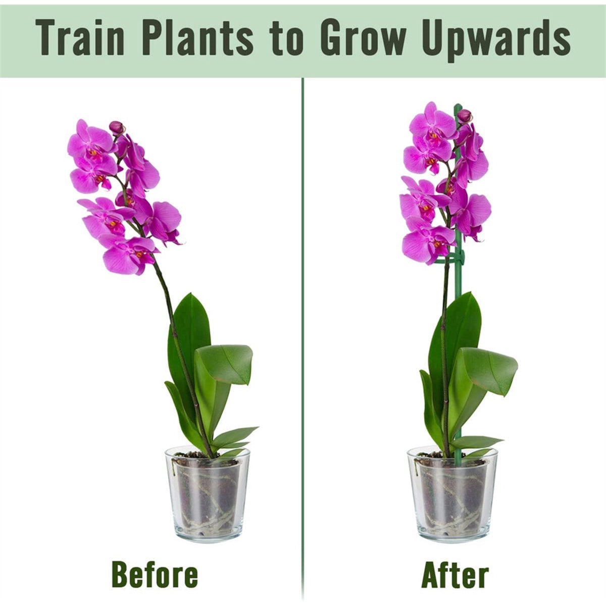 PlantSupport - Support de Croissance pour Plantes