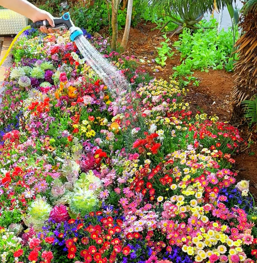 🔥Dernier jour de liquidation💝Graines de Fleurs Vivaces Mélangées - Plus de 30 sortes mélangées