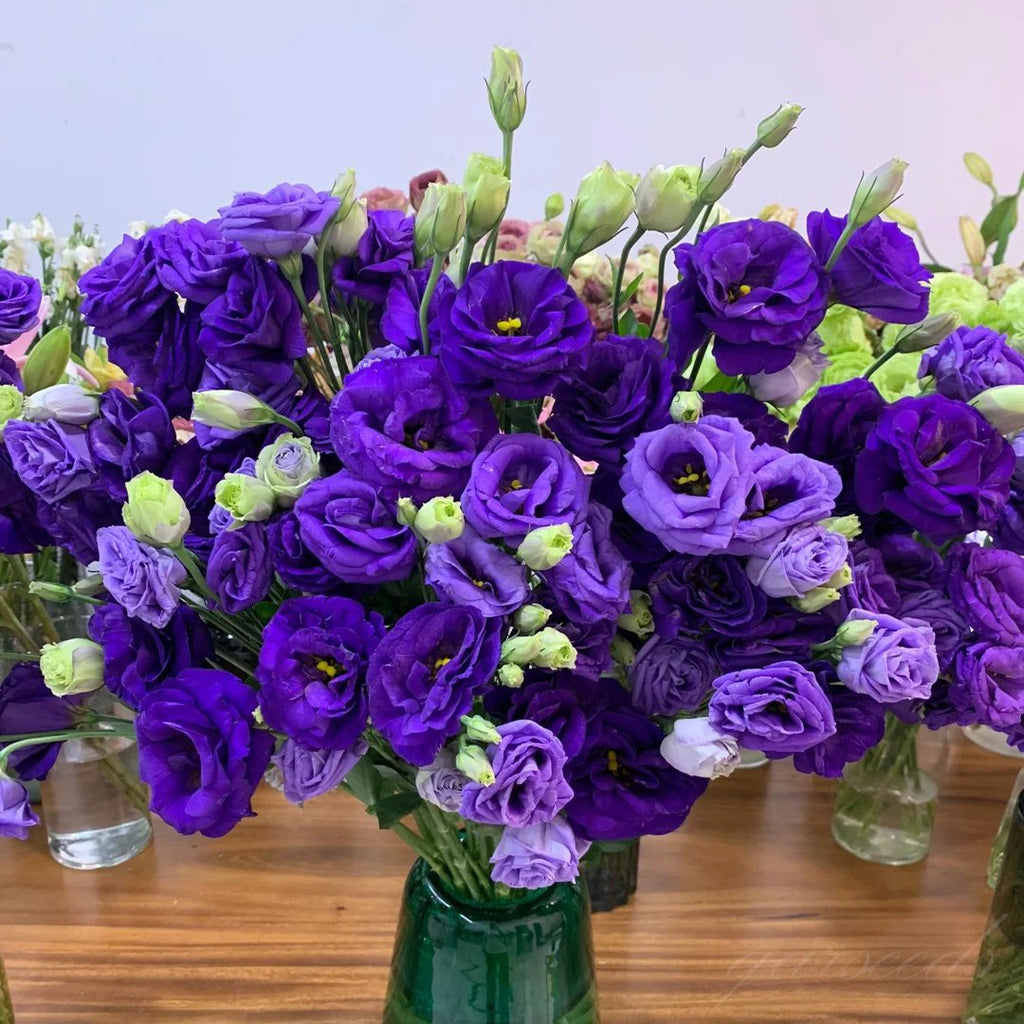 Rose Eustoma Sans Épines💐Graines de Lisanthus
