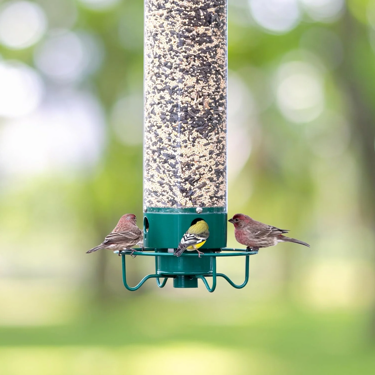 Mangeoire à Oiseaux Résistante aux Écureuils - Design Métallique
