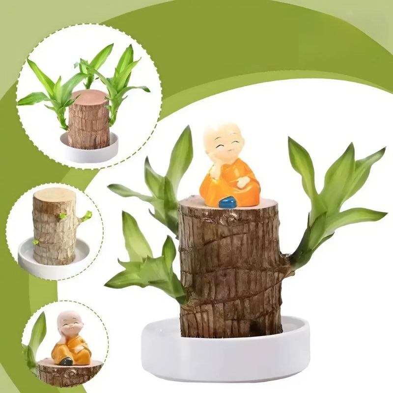 Plante Chanceuse Brésilienne