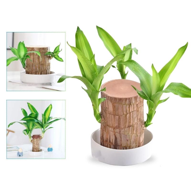 Plante Chanceuse Brésilienne