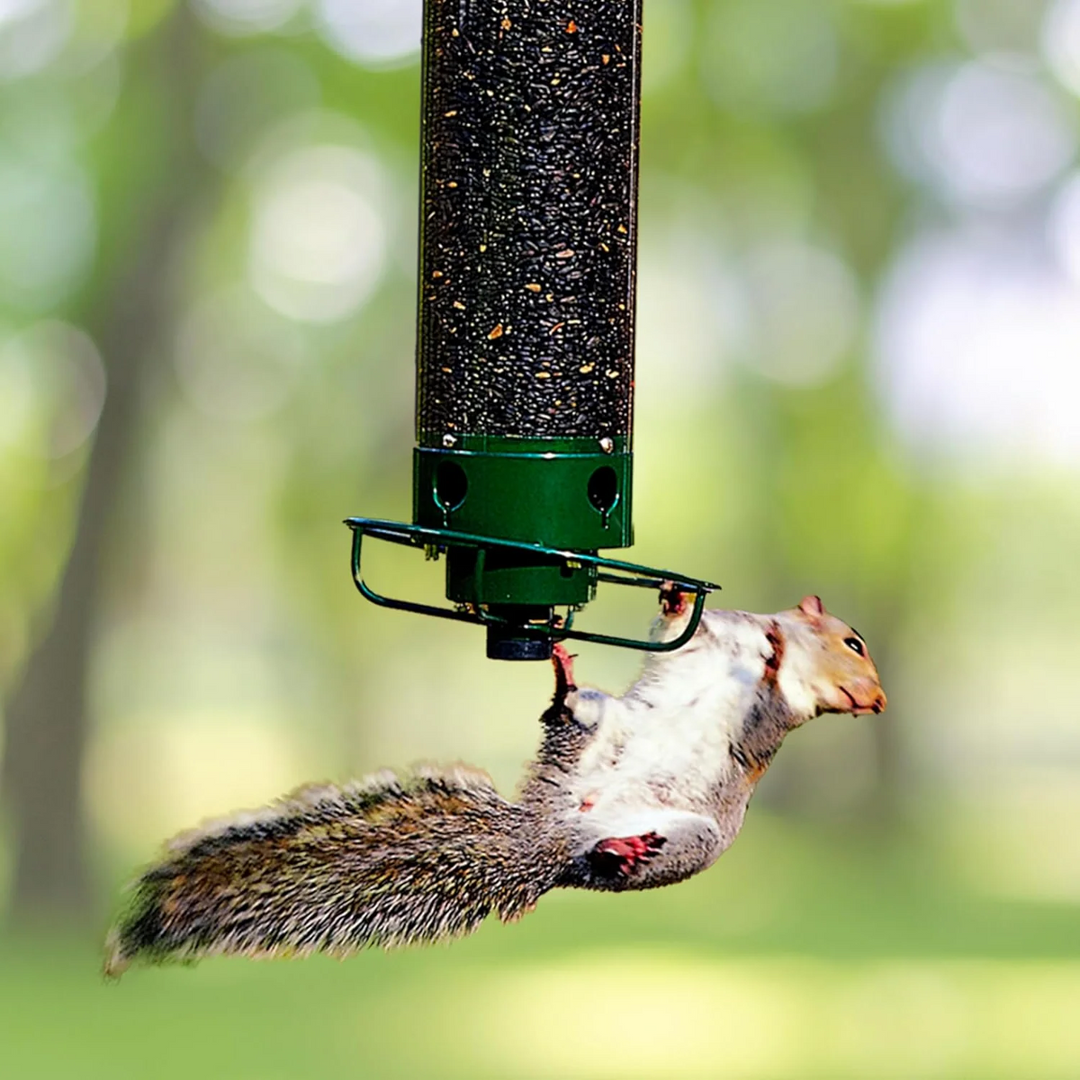 Nourrisseur à Oiseaux Anti-Écureuils pour l'Extérieur avec Perchoir Rotatif