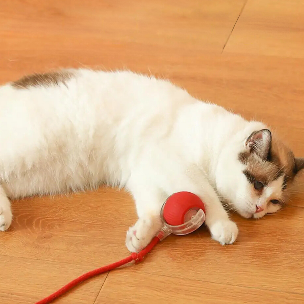 KittyTwirl™ | Balle de jeu interactive avec queue pour chats