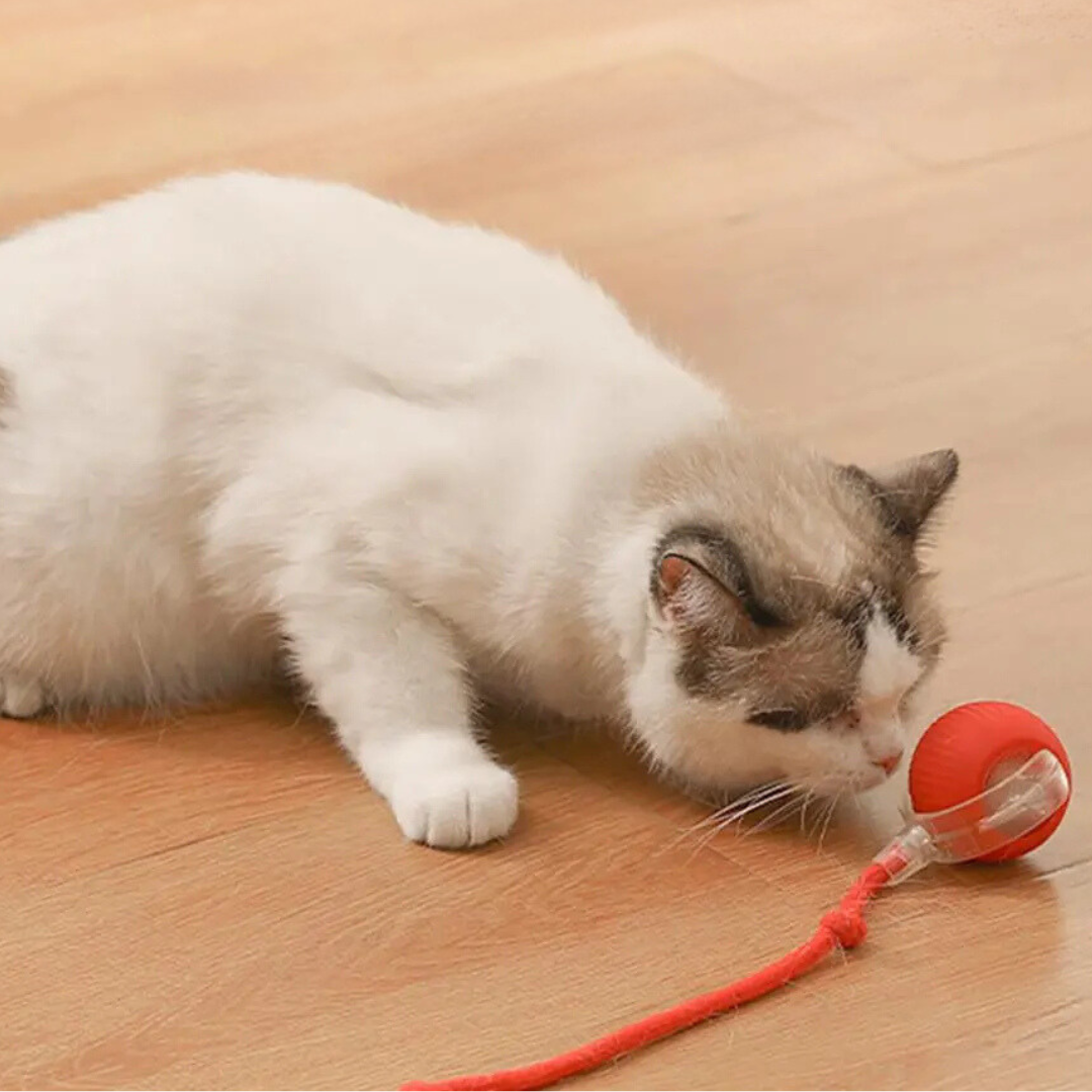 KittyTwirl™ | Balle de jeu interactive avec queue pour chats