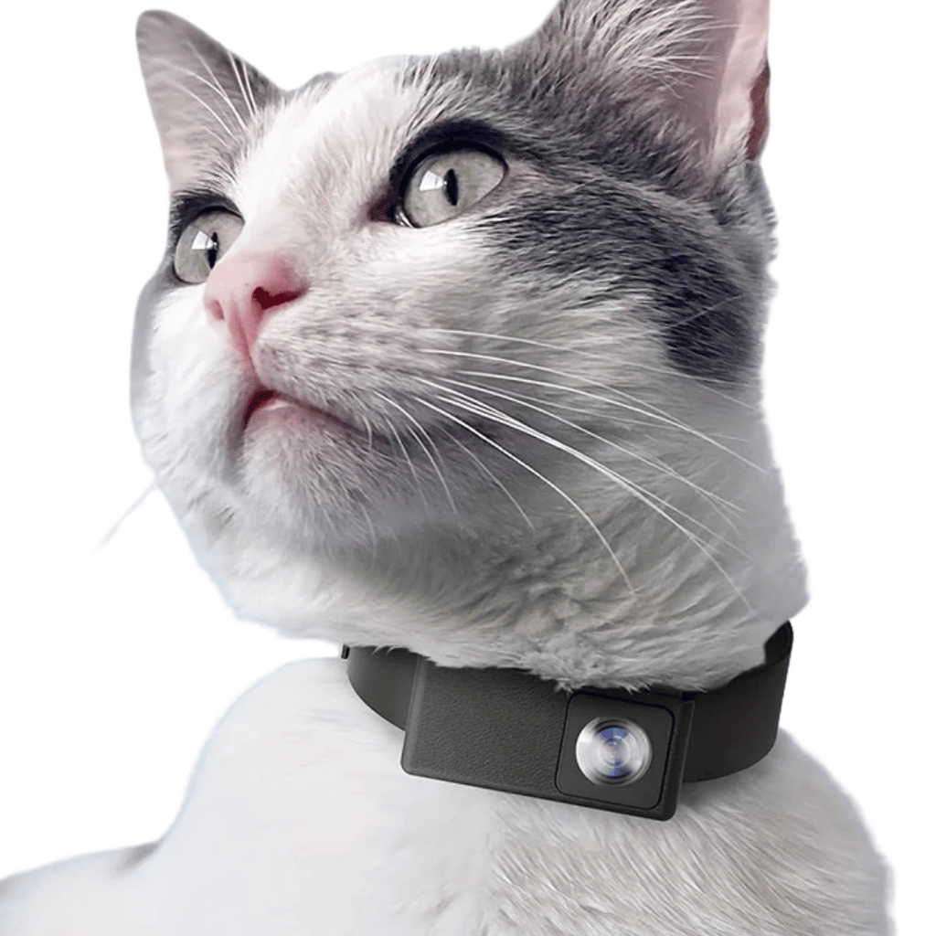 Caméra de Collier HD Unisexe pour Chiens et Chats – Capturez Leur Monde