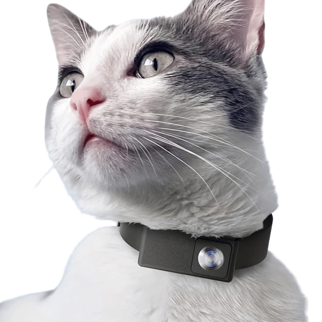 Caméra de Collier HD Unisexe pour Chiens et Chats – Capturez Leur Monde