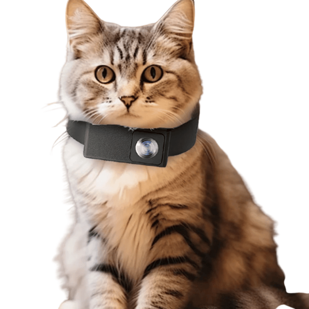 Caméra de Collier HD Unisexe pour Chiens et Chats – Capturez Leur Monde