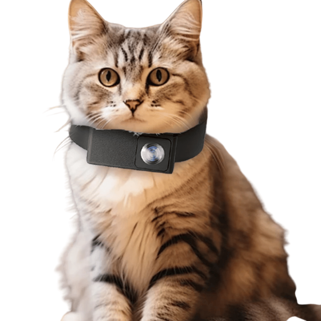 Caméra de Collier HD Unisexe pour Chiens et Chats – Capturez Leur Monde